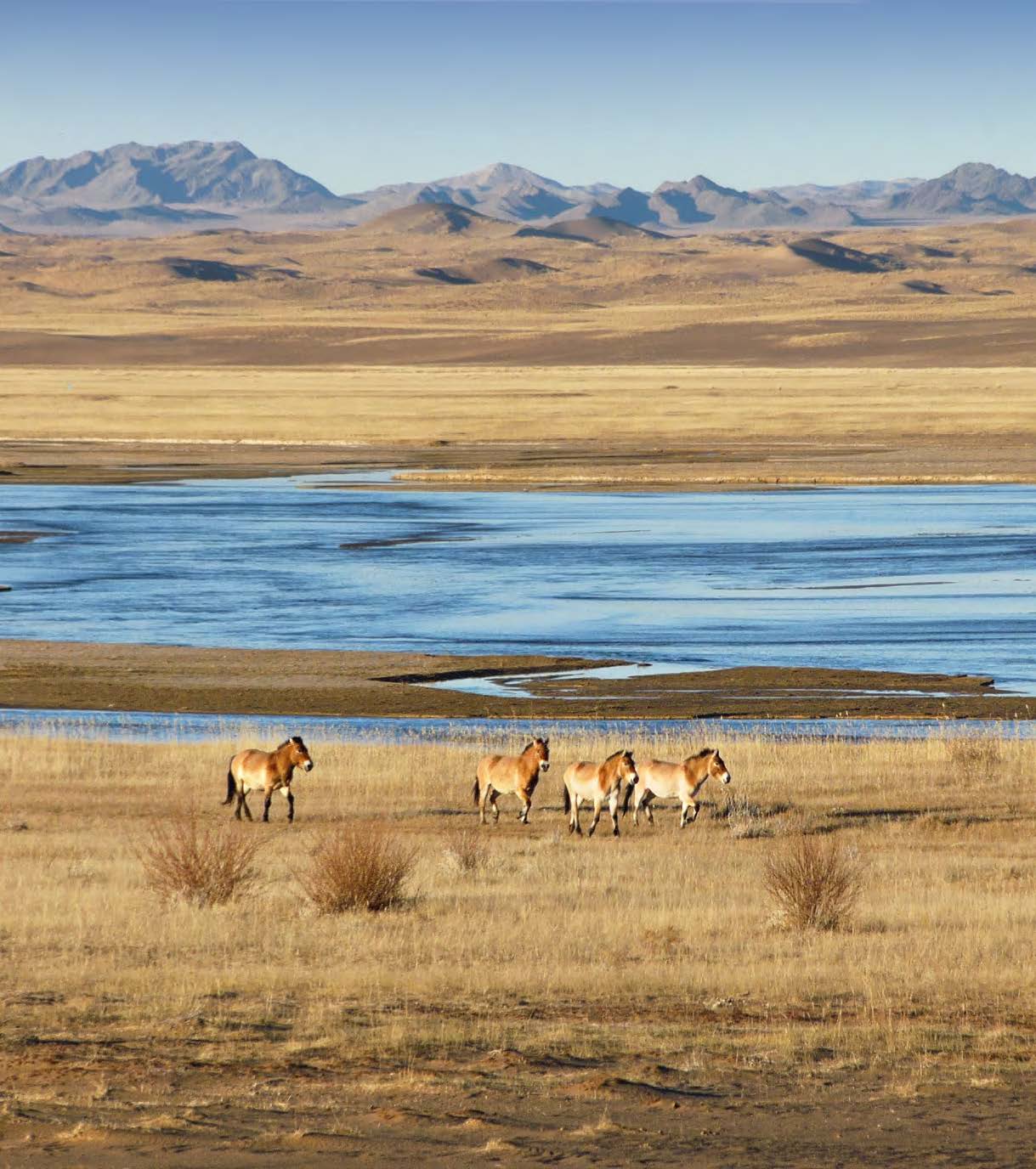 Zones humides lagune montagne Flamingo