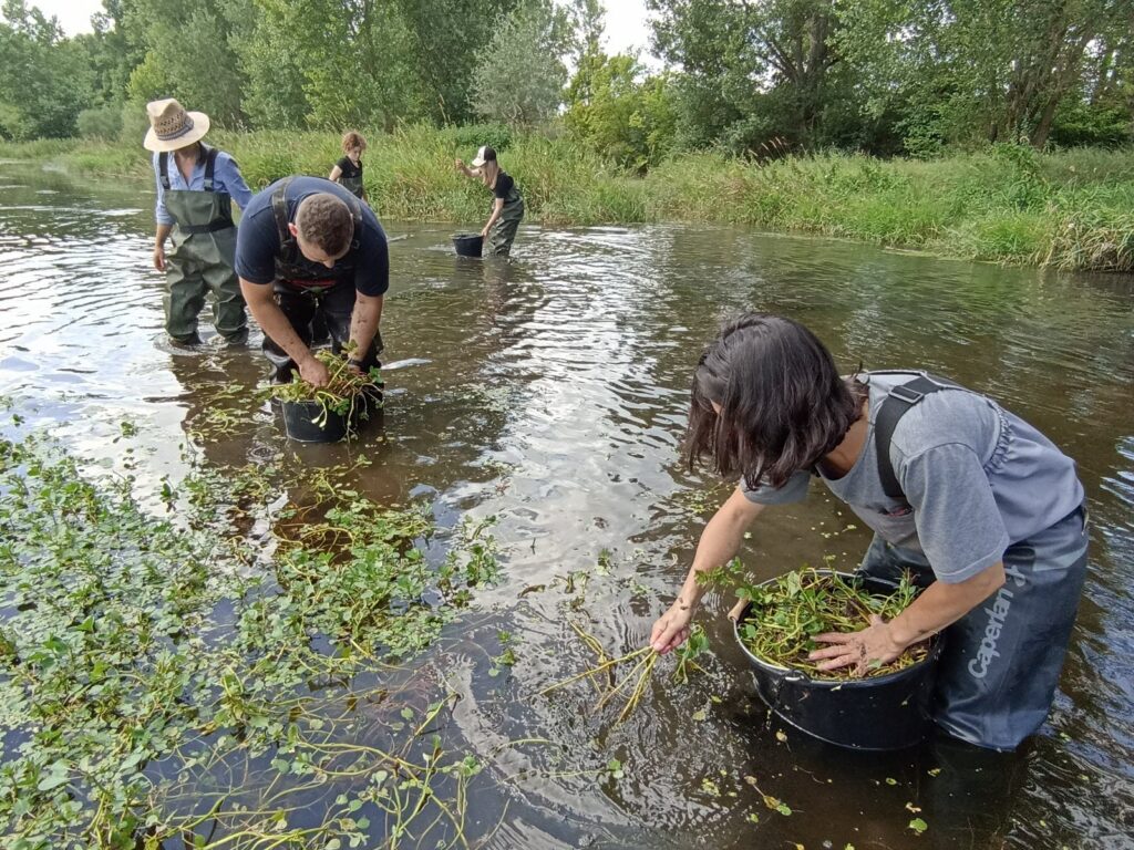 Espèces exotiques envahissantes menace pour les zones humides