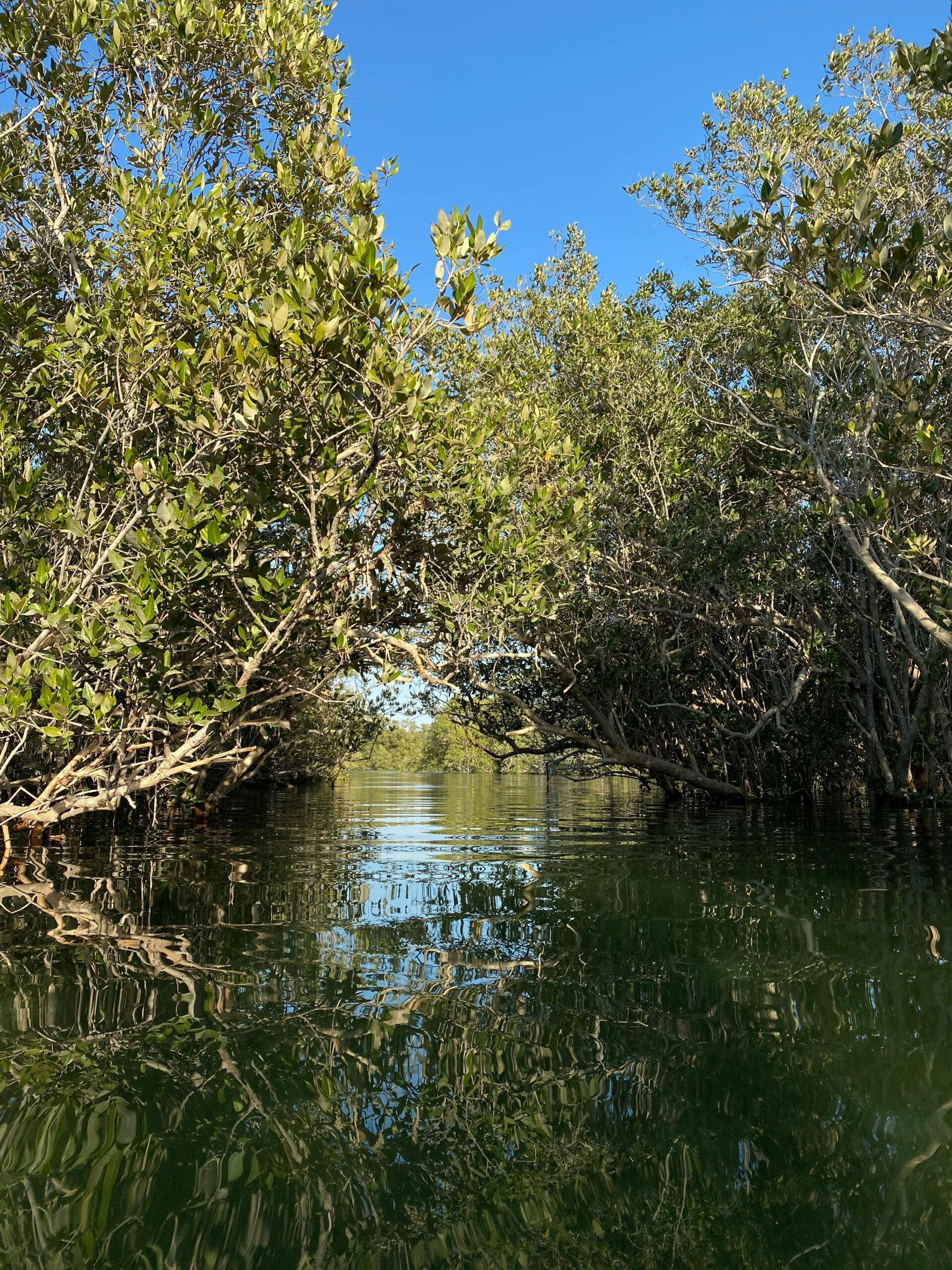 Mangrove zones humides Flamingo