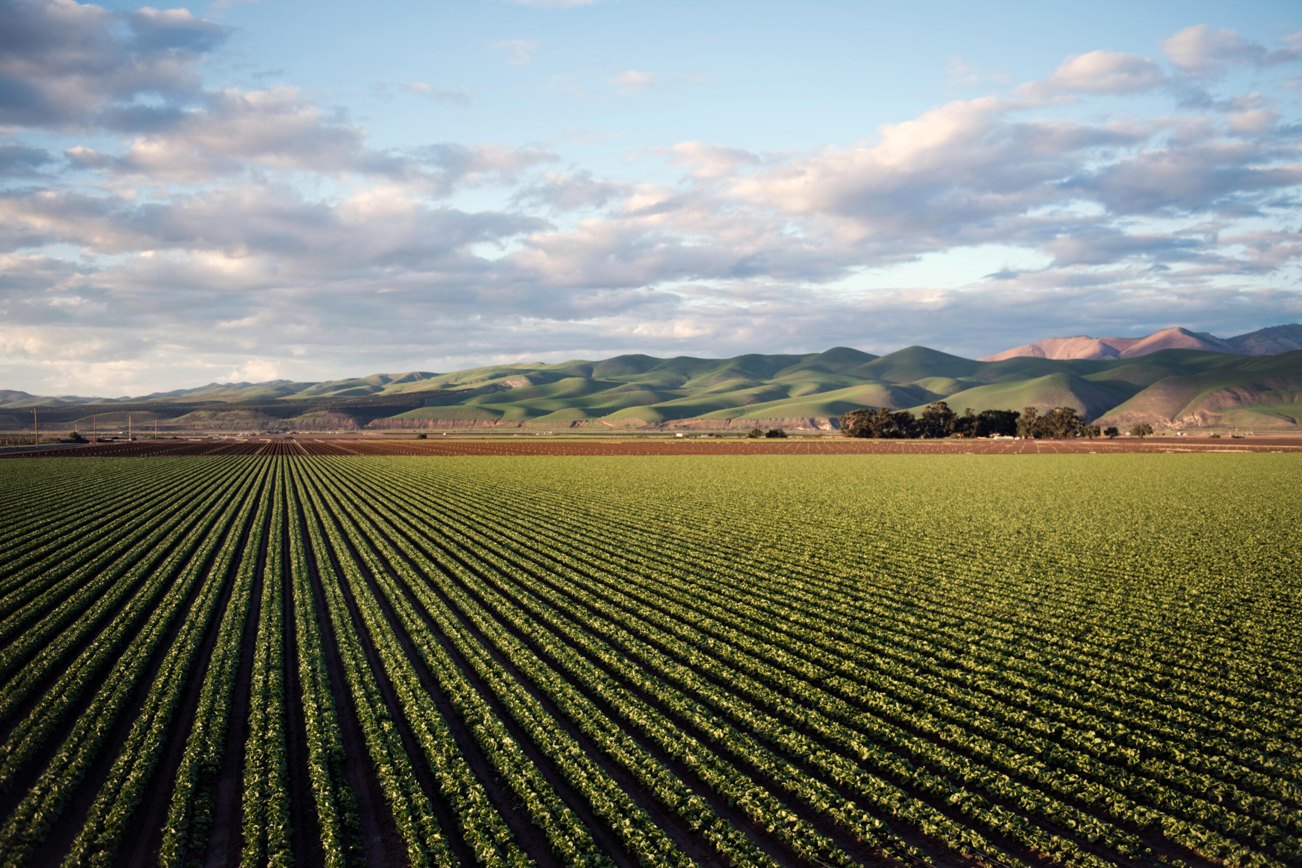 Agriculture intensive menace pour les zones humides