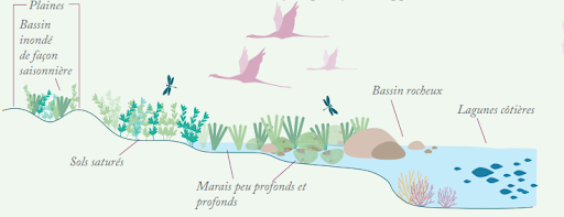 Schéma zones humides