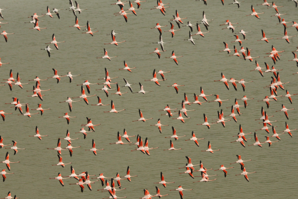 Flamants roses tour du valat camargue