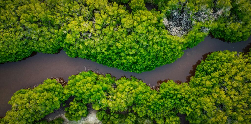 Mangrove puit de carbone