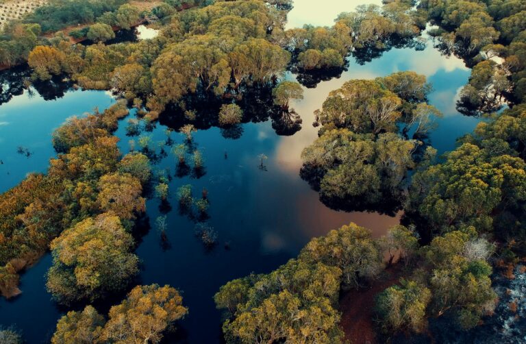 Mangroves