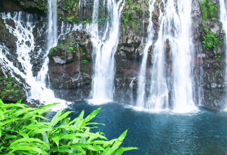 Flore zones humides outer-mer