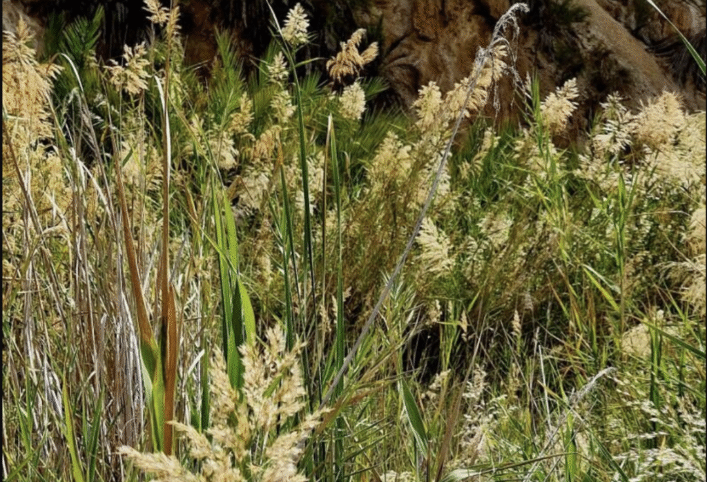 Le roseau des tropiques