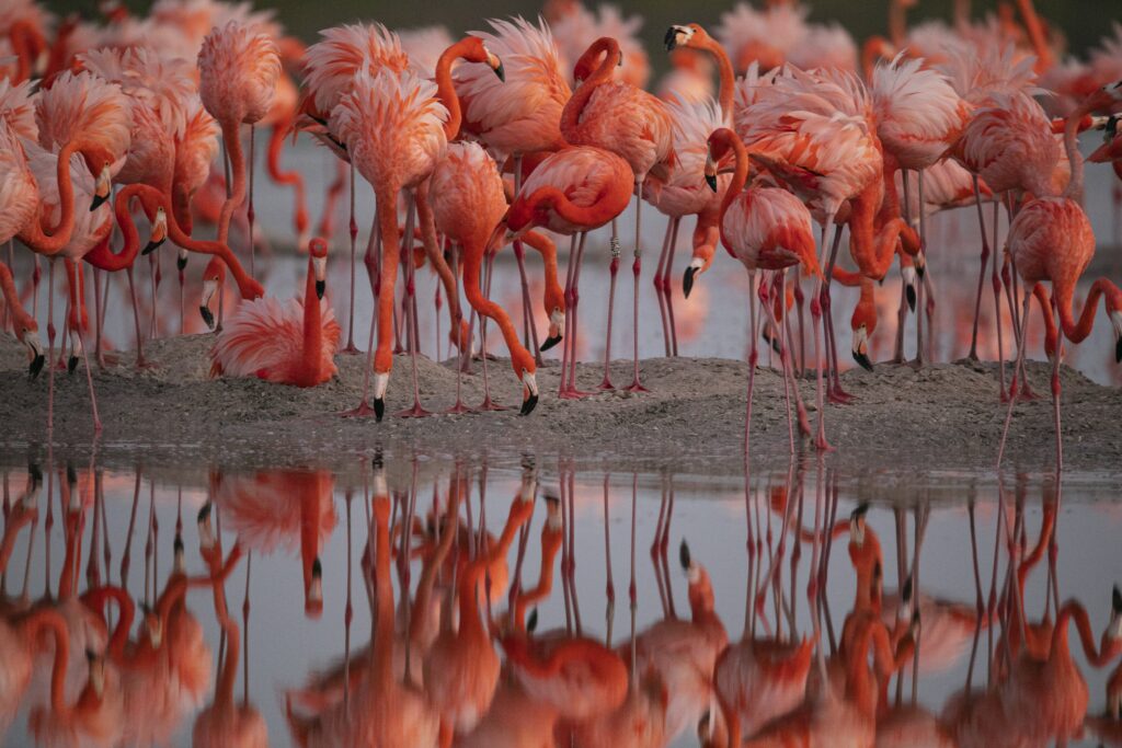 Flamants roses