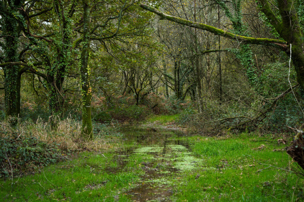 Tourbière sol eau