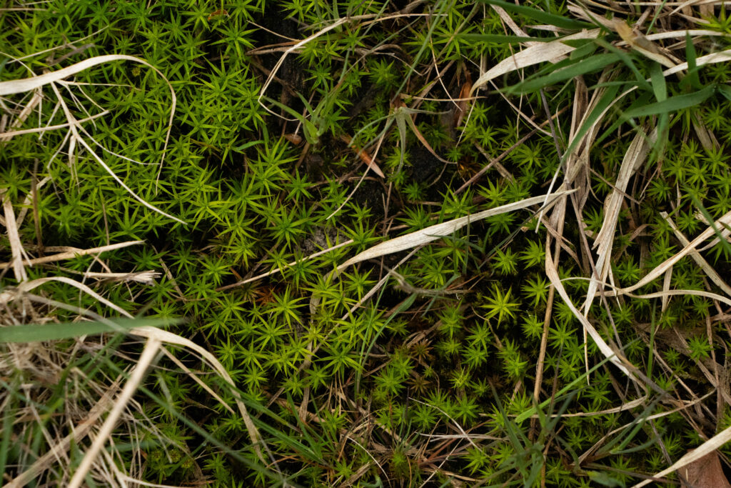 Tourbière végétation