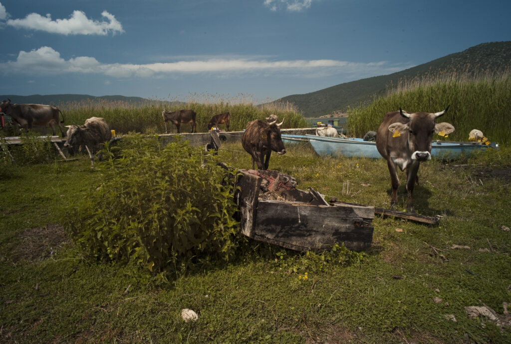 L'éco paturage